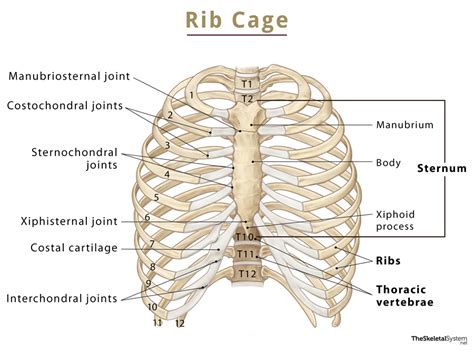 Rib Cage: Names of Bones, Anatomy, Functions, & Labeled .
